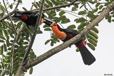 TUCANO DE BICO PRETO (Ramphastos vitellinus)